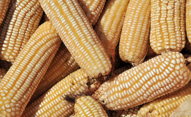 Kenya's Ban Of Uganda's Maize Has Put East African Integration  To Test.