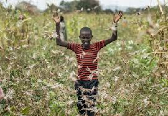 The Invasion Of Locusts And What It Means To The Governments Of The Great Lakes Region.